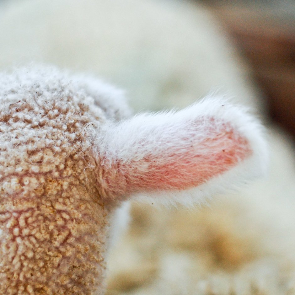 Плюшевый хвост барана