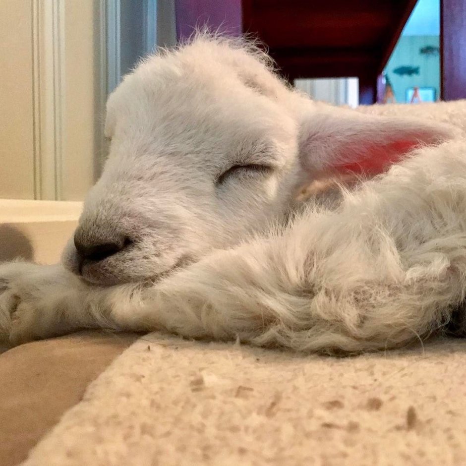 Спящие овечки