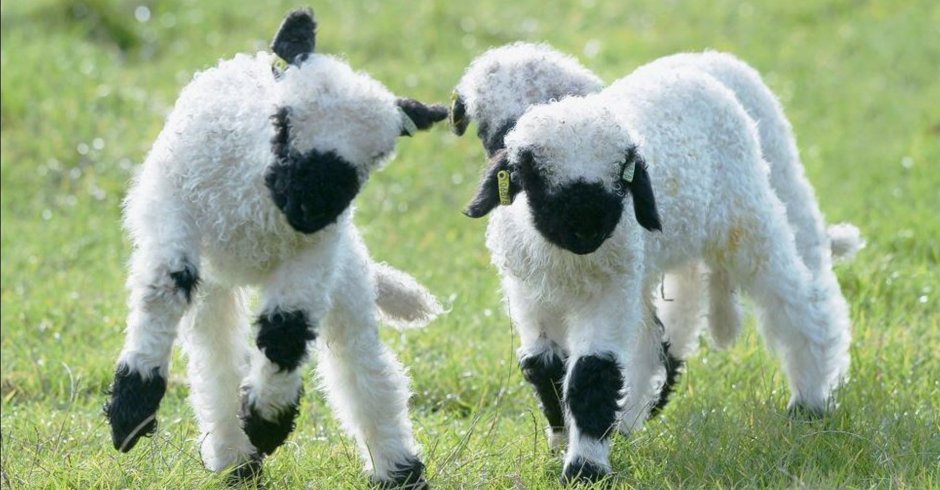 Valais Blacknose Sheep