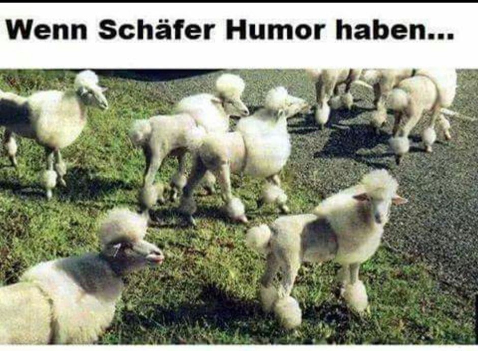 Подстриженная овца наголо