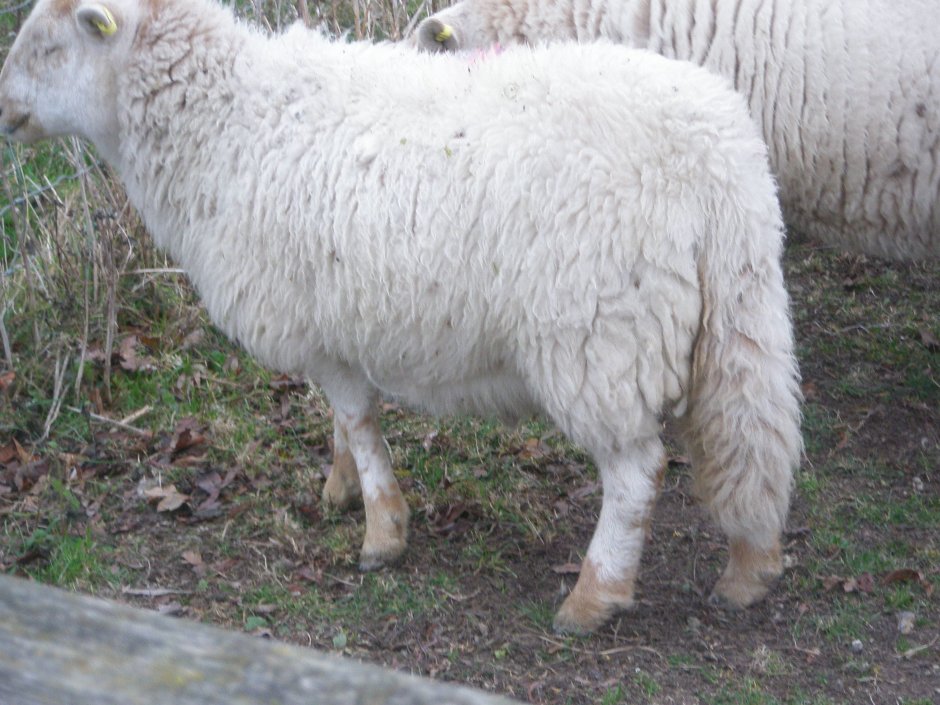 Длинножирнохвостые породы овец