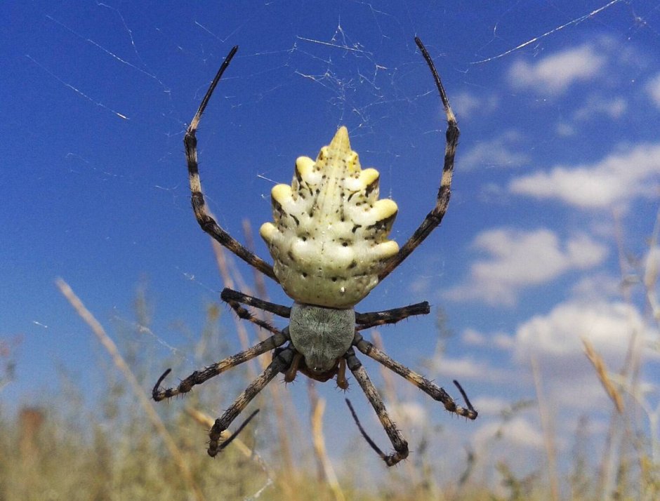 Аргиопа дольчатая (Argiope lobata)