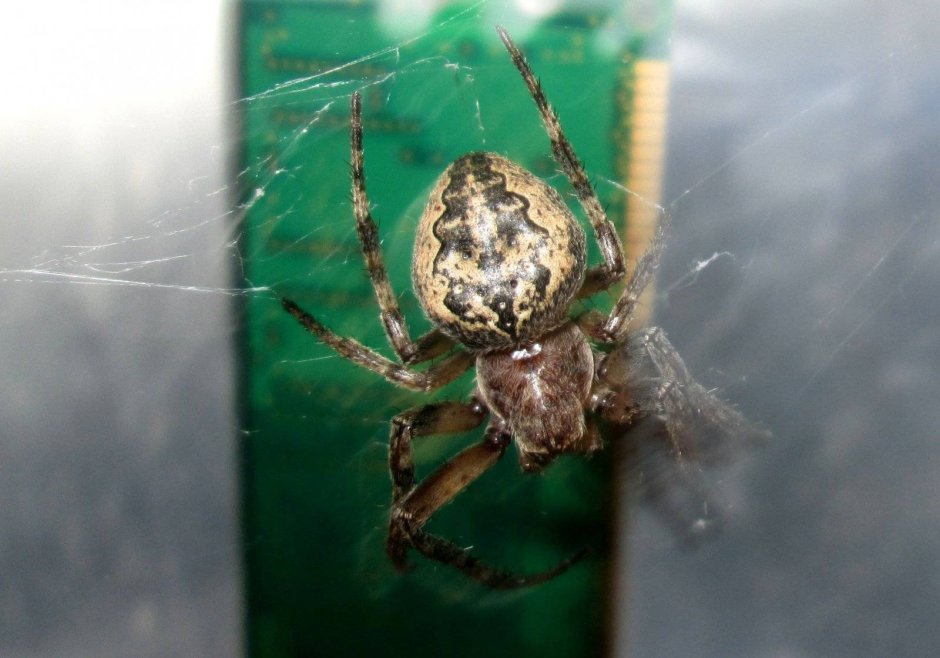 Паук кругопряд Larinioides ixobolus