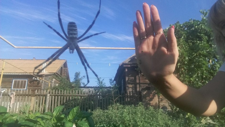 Пауки в Астраханской области Капустин Яр