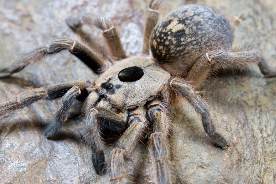 Ceratogyrus attonitifer