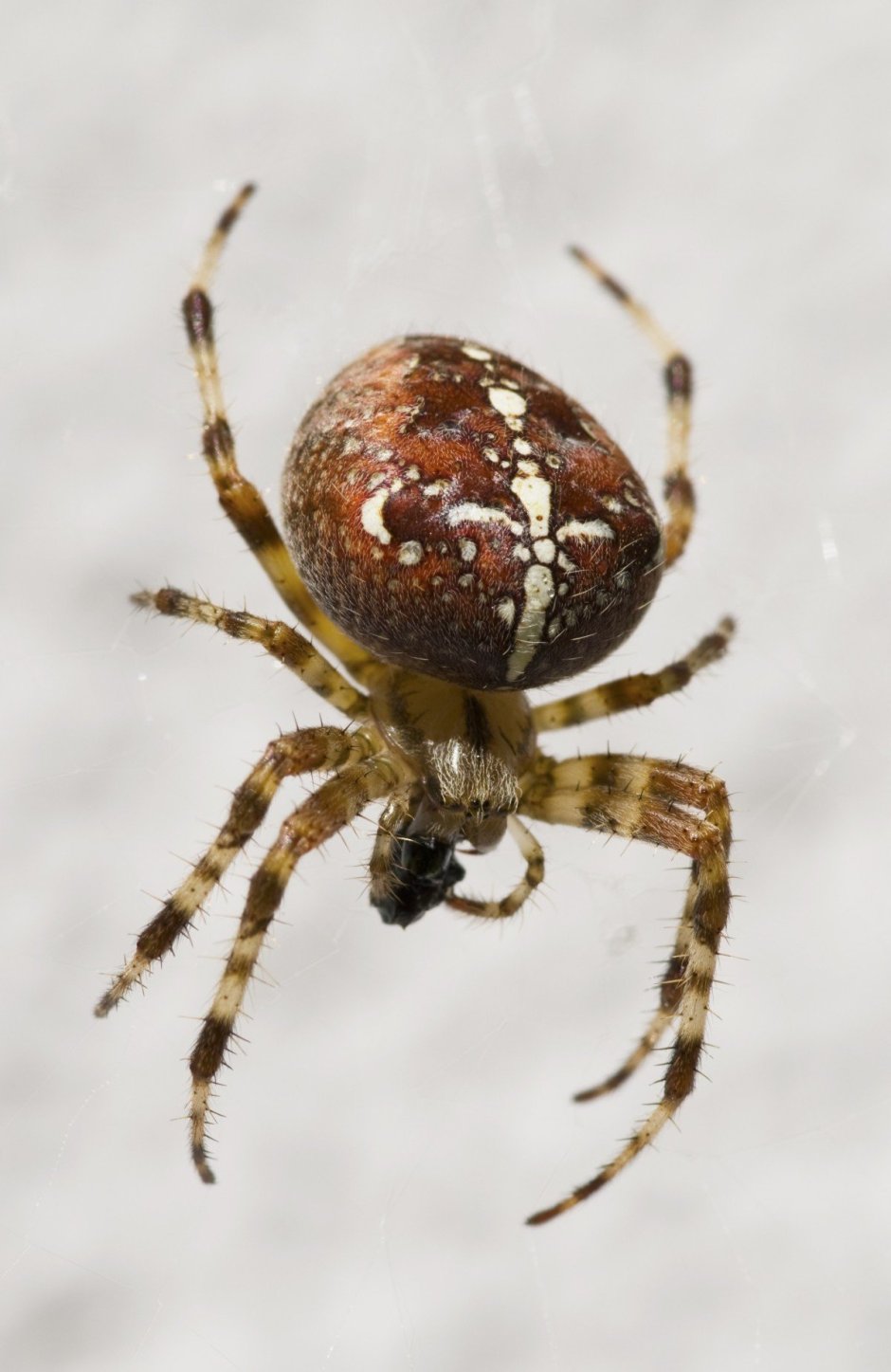 Araneus diadematus