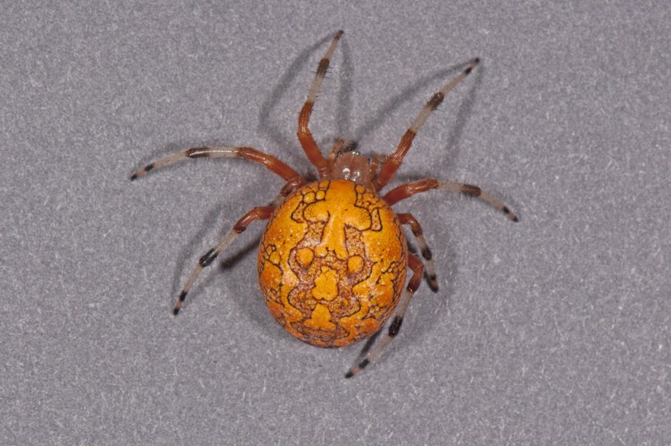Оранжевый паук-Araneus marmoreus