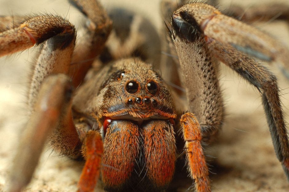 Lycosa erythrognatha