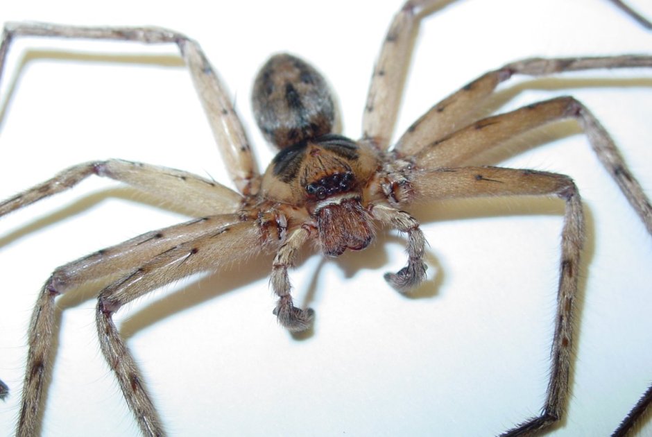 Паук-охотник (Sparassidae)