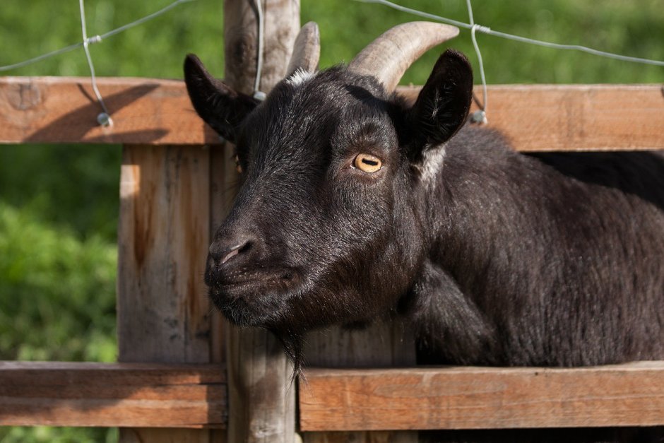 Capra hircus aegagrus
