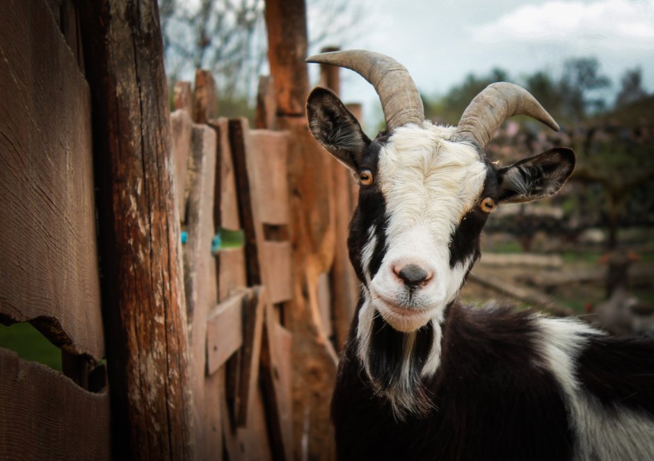 Козел Goat