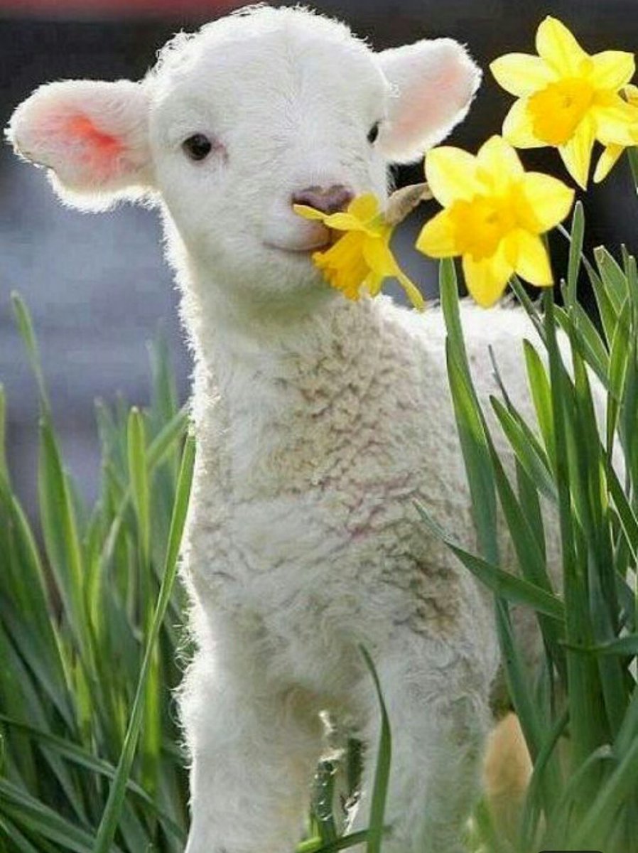 Ярка Овечка