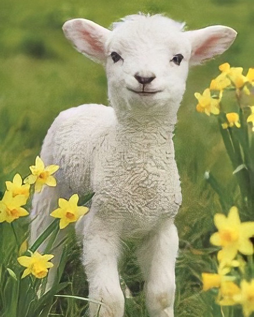 Белый ягненок