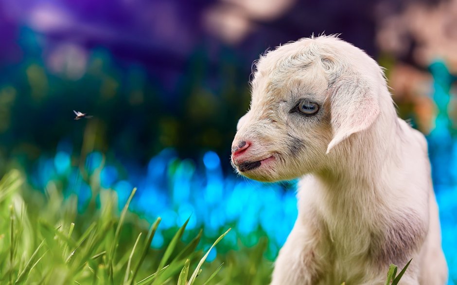 Милый козленок