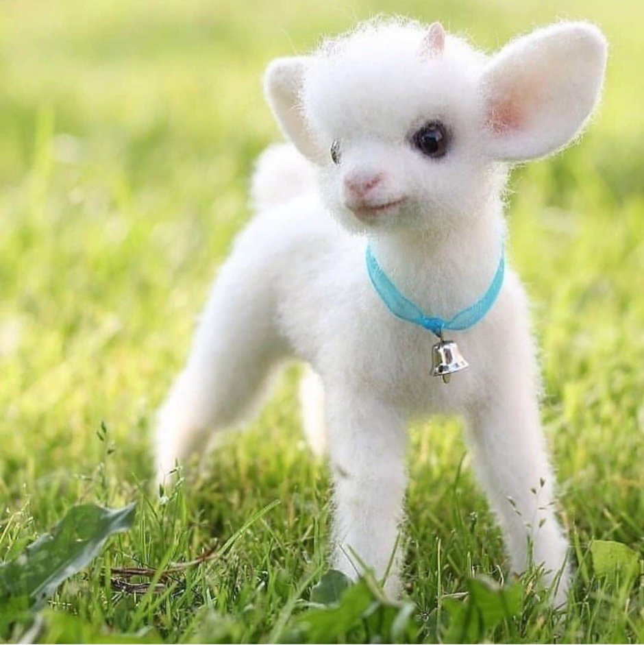 Милые зверюшки.