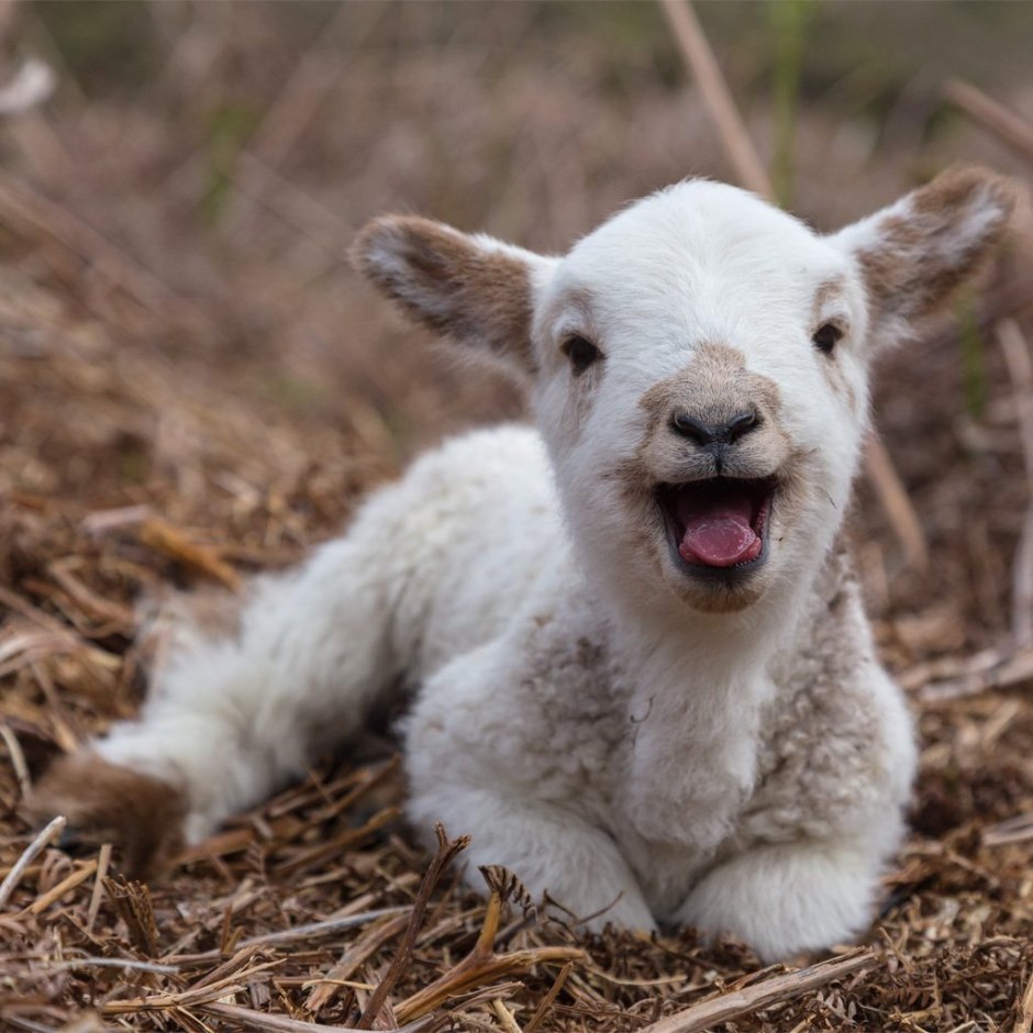 Ягненок улыбается