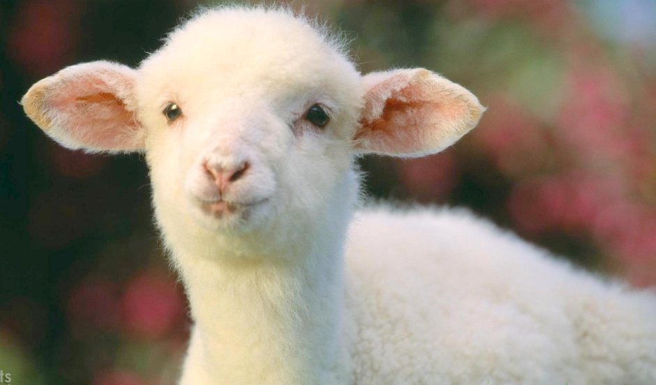 Милые ягнята