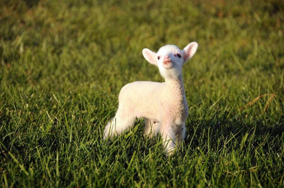 Милые ягнята