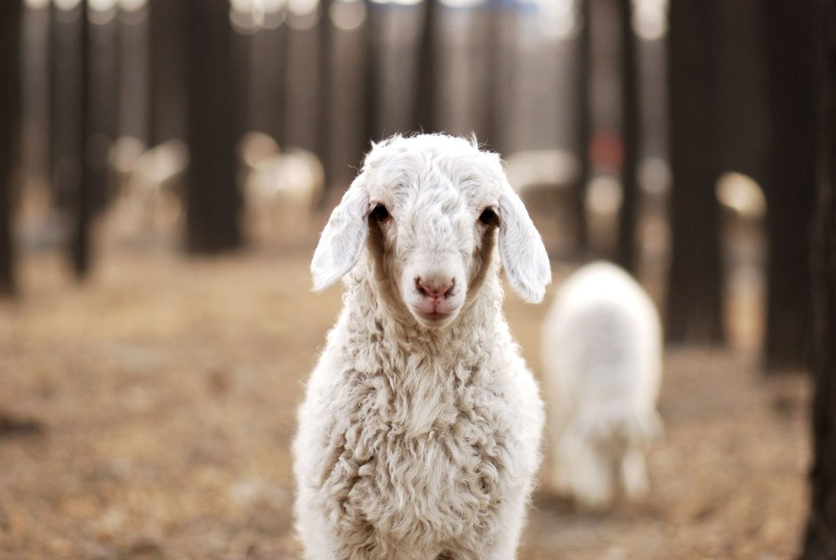 Милые овцы