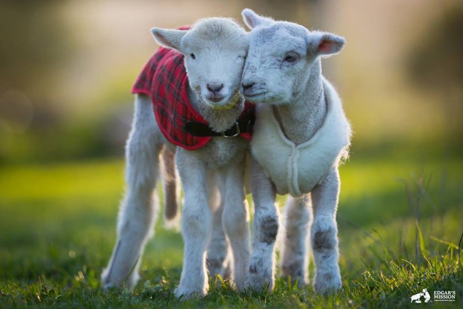 Овечья любовь