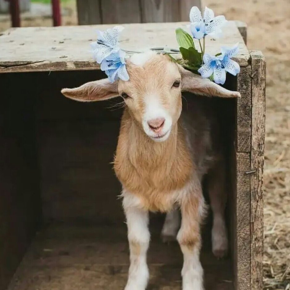 Красивый козлик