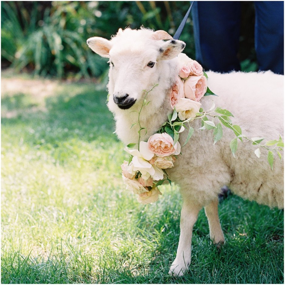 Красивая овца