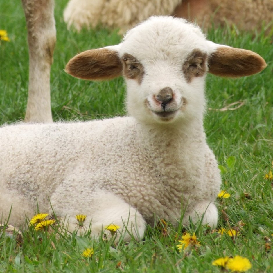 Мутон зверек