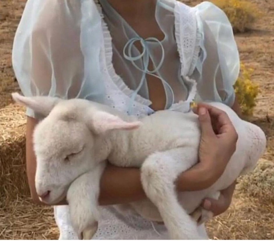 Ягненок на руках