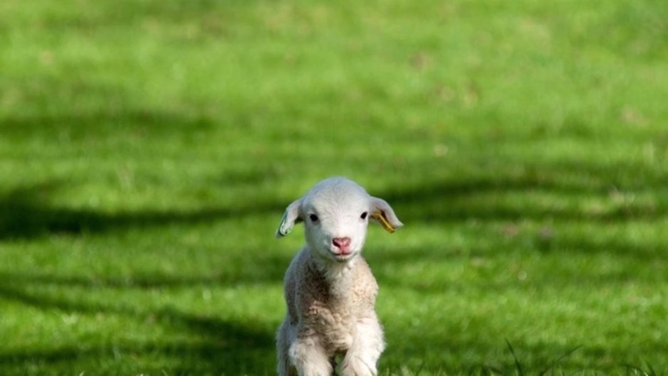 Маленькая Овечка