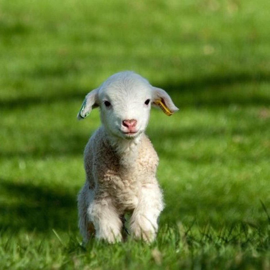 Карликовые овцы