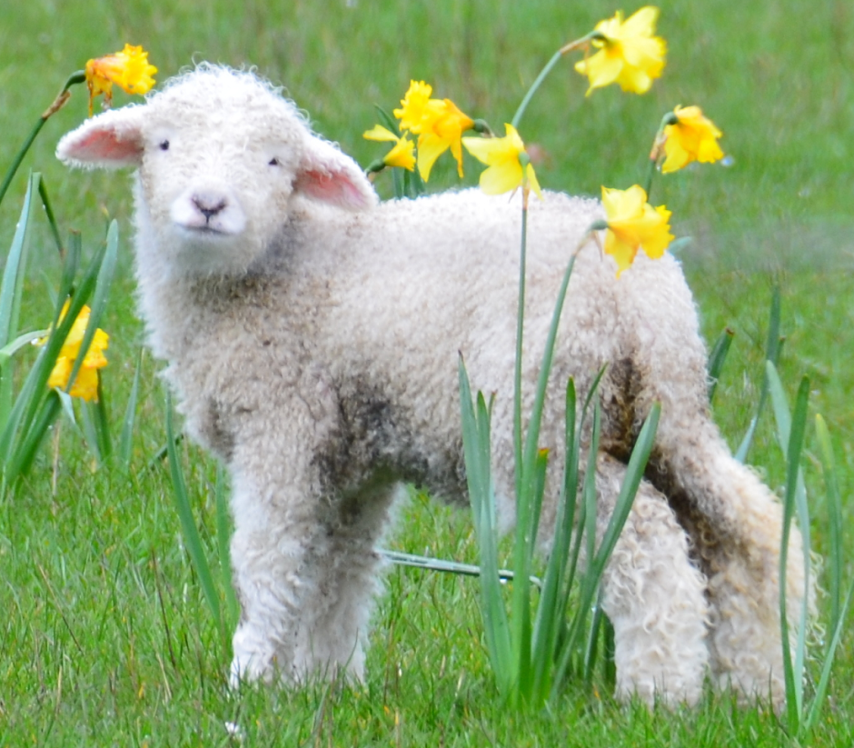 Тоскана овца