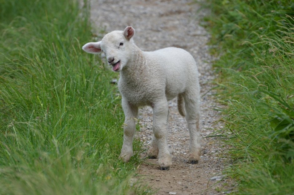 Тоскана коза маленькая