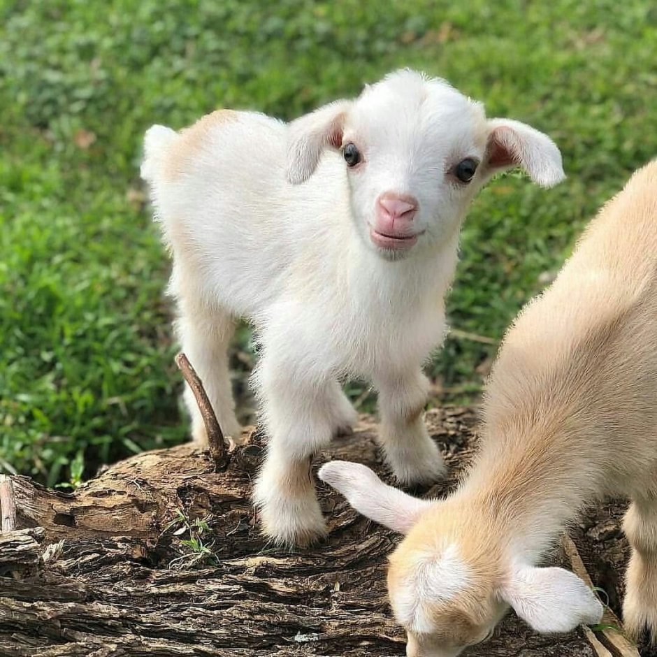 Зааненские козлята