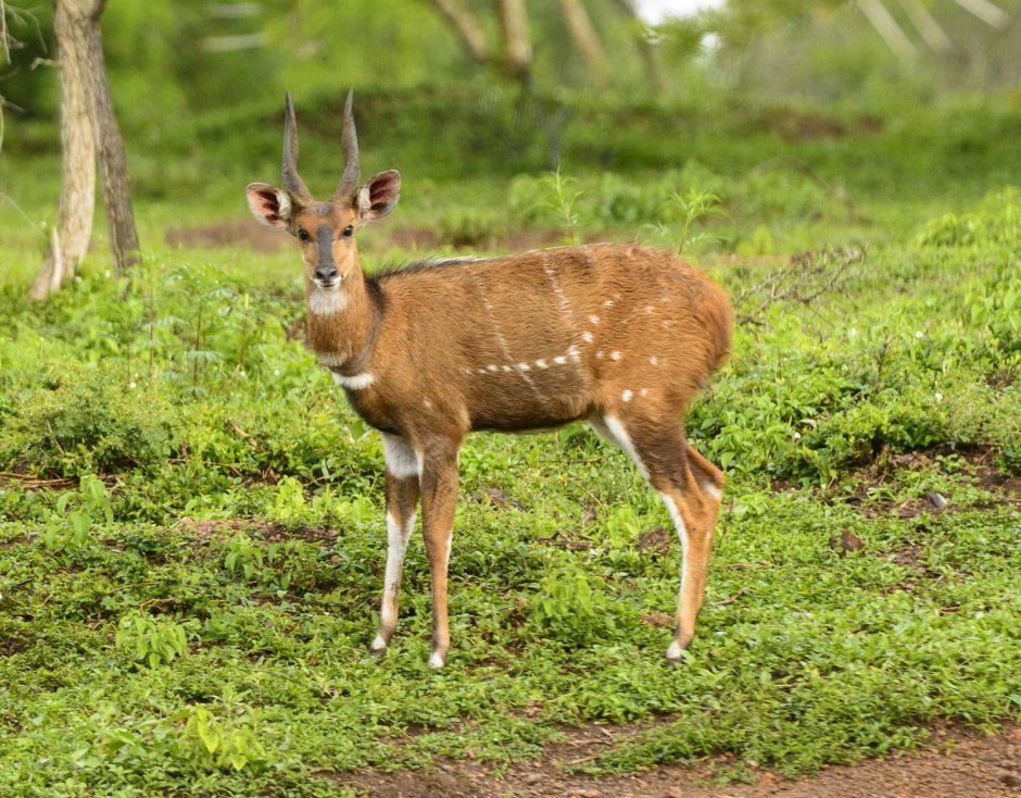 Антилопа bushbuck