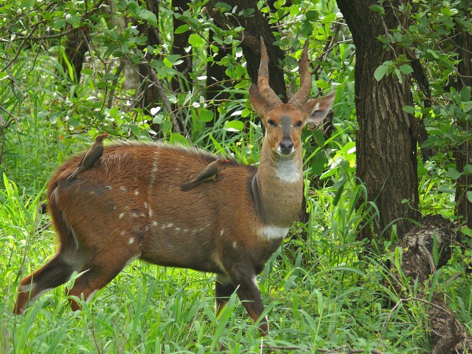 Антилопа bushbuck
