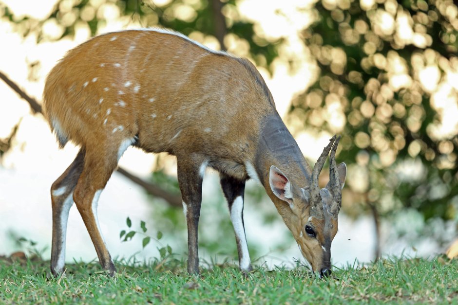 Антилопа bushbuck