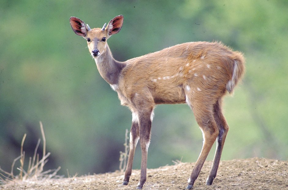 Bushbuck animal