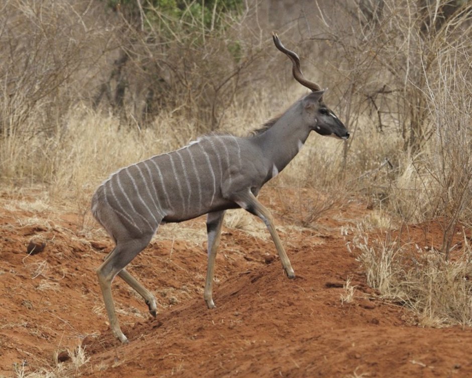 Tragelaphus imberbis