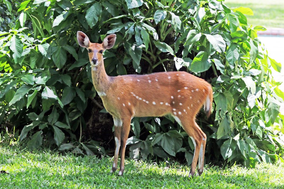 Антилопа bushbuck