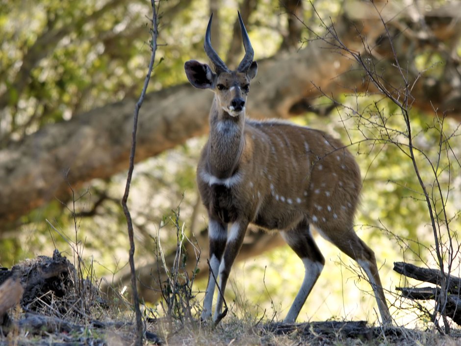 Бушбок Tragelaphus Scriptus