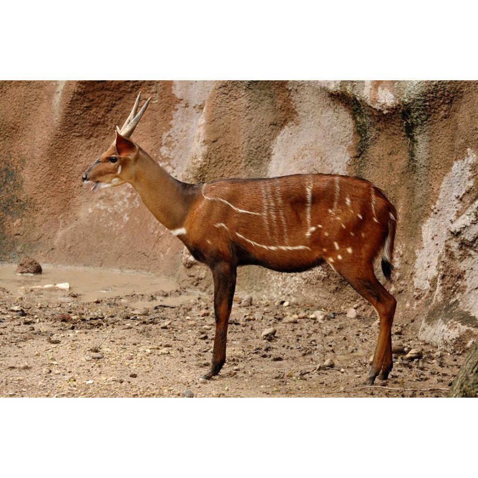 Антилопа bushbuck
