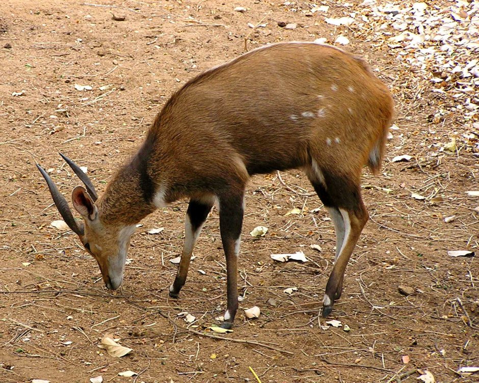 Антилопа bushbuck