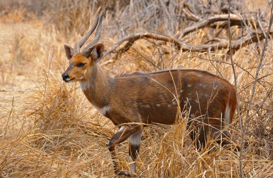 Бушбок Tragelaphus Scriptus