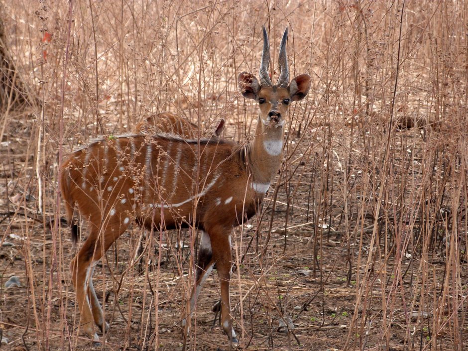 Бушбок Tragelaphus Scriptus