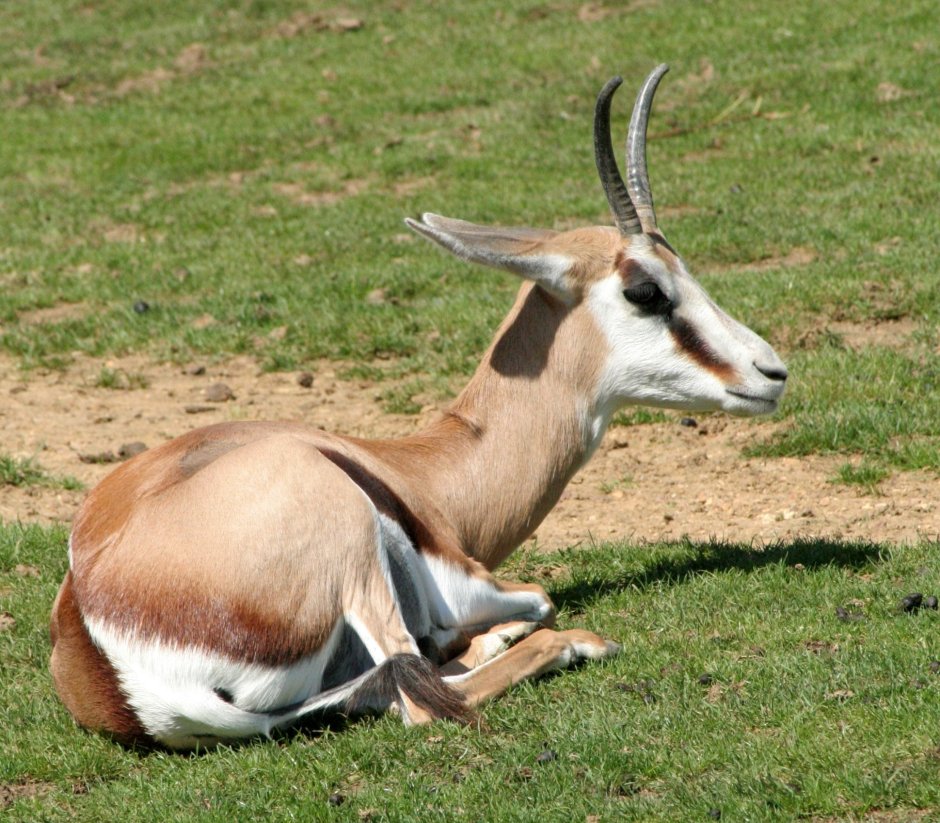 Спрингбок Antidorcas marsupialis