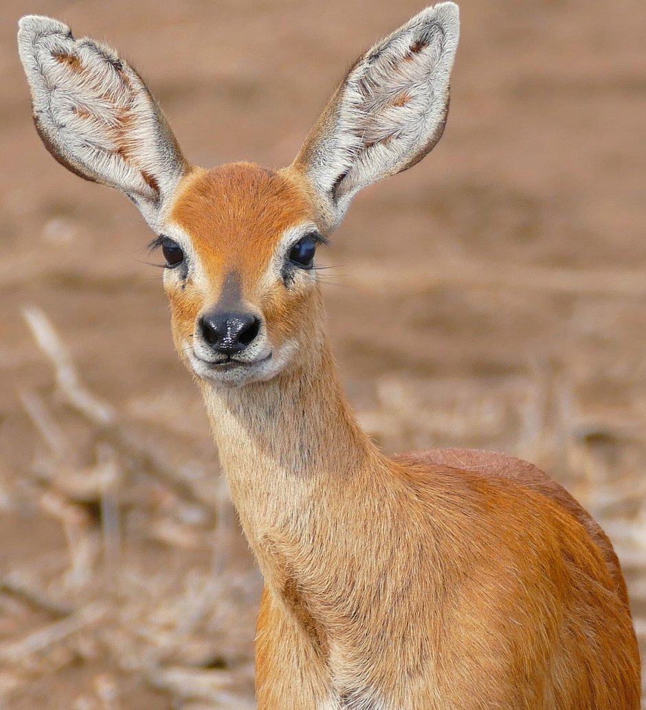 Raphicerus Campestris