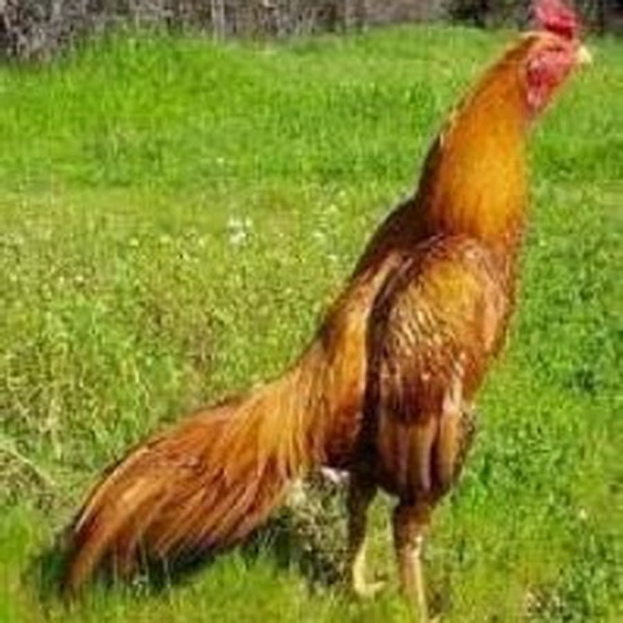 Бойцовый петух турецкий хинт