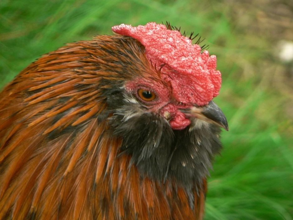 Животных курица