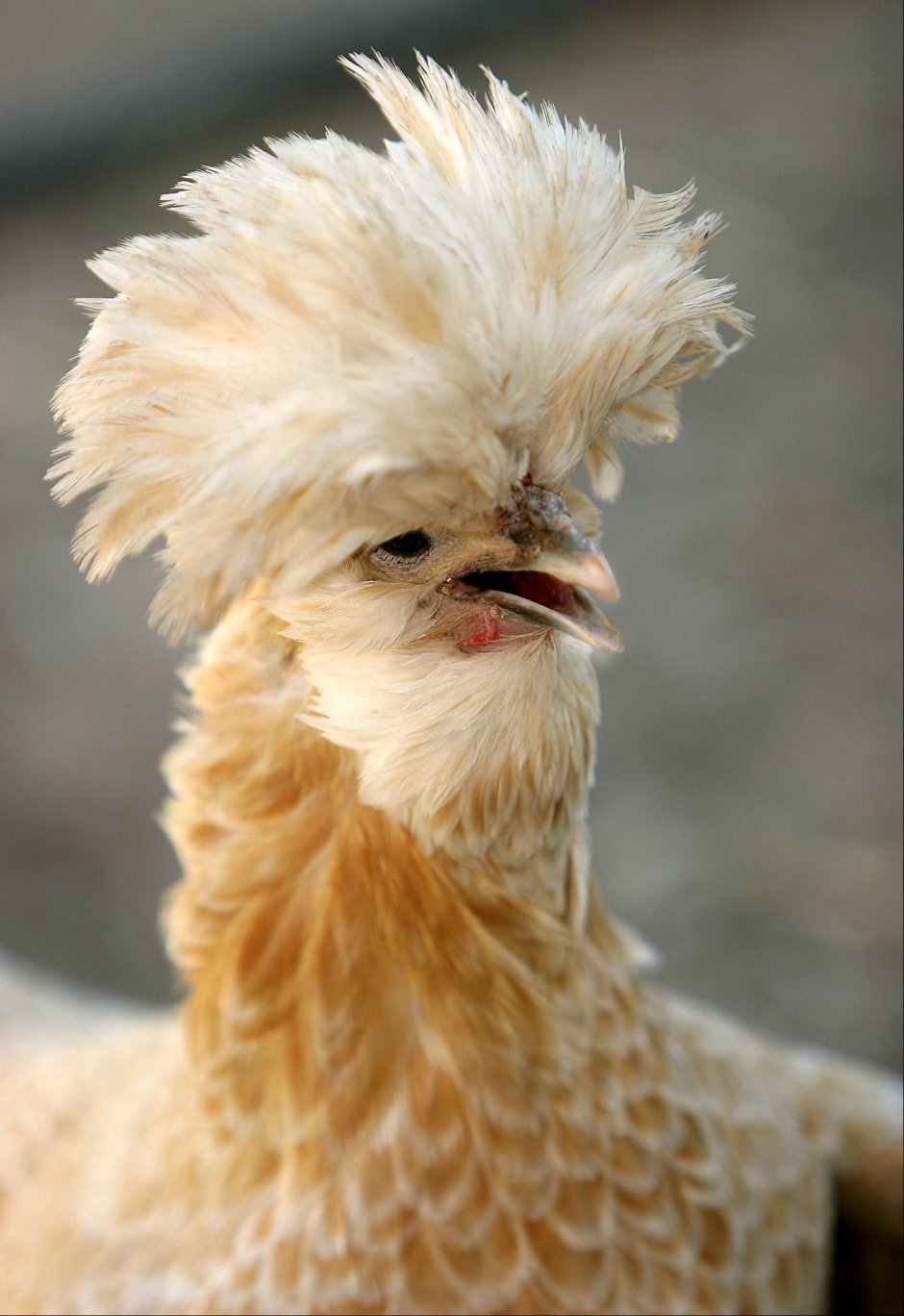 Хохлатая Курочка падуан