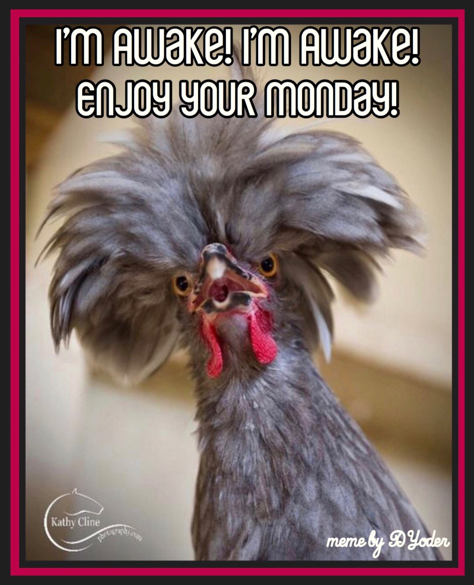 Хохлатый петух